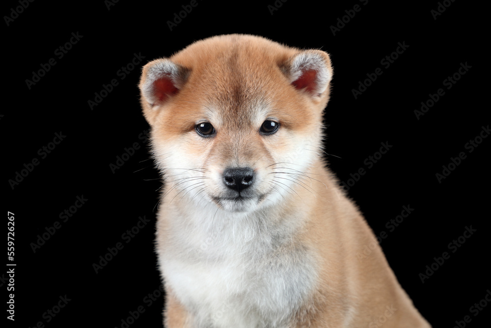 Cute Shiba Ina puppy, close-up portrait