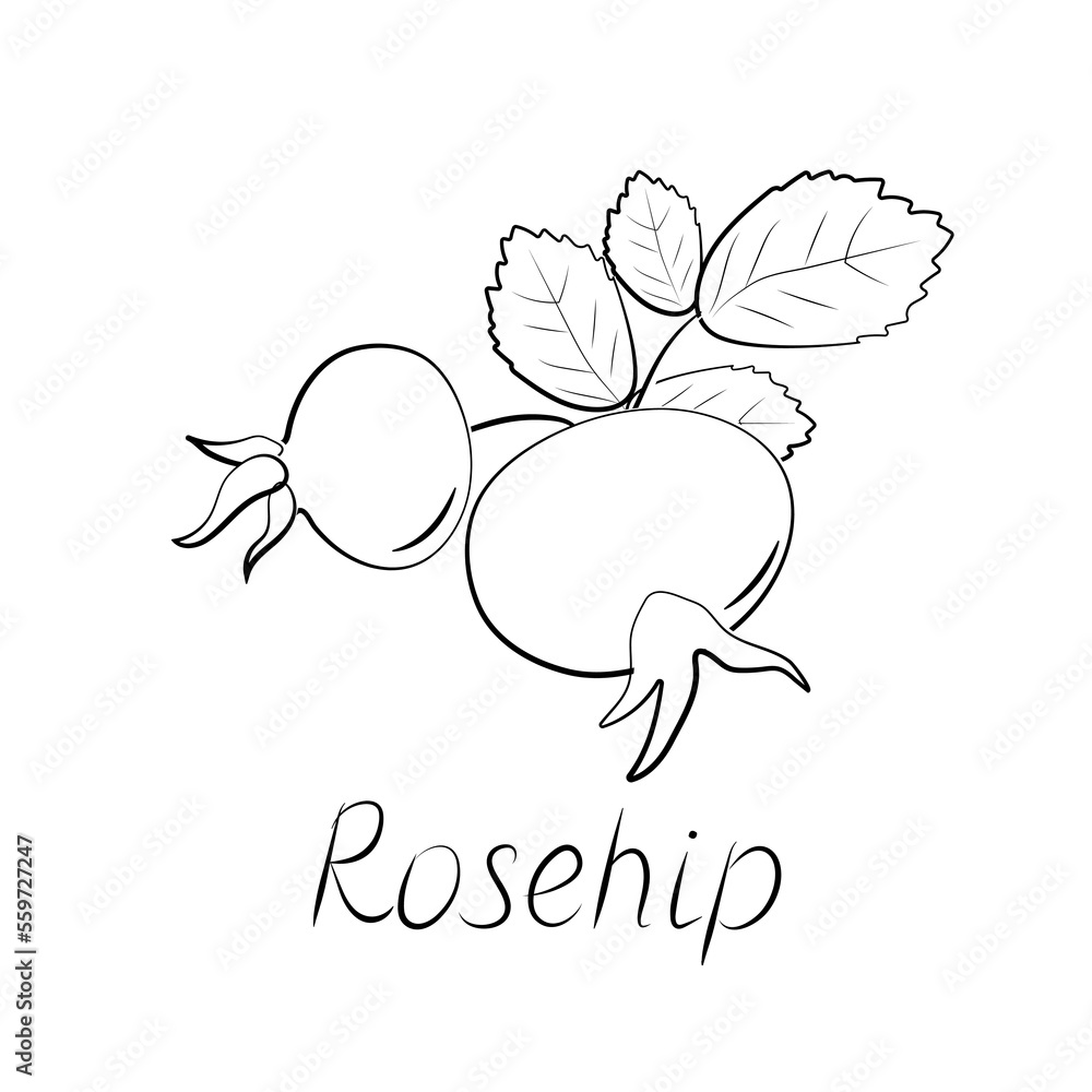 Rose hips branch. Vector ripe fruits. Rosehip or hawthorn harvest