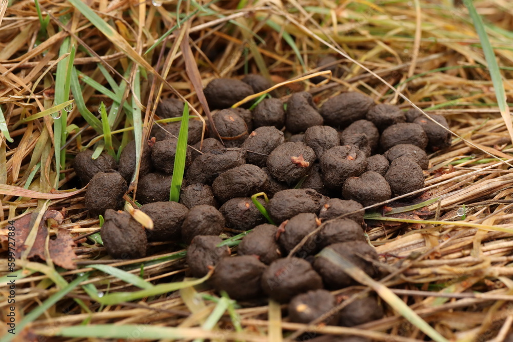 Hare droppings, bay leaves in the grass Hare droppings, bay leaves in the grass