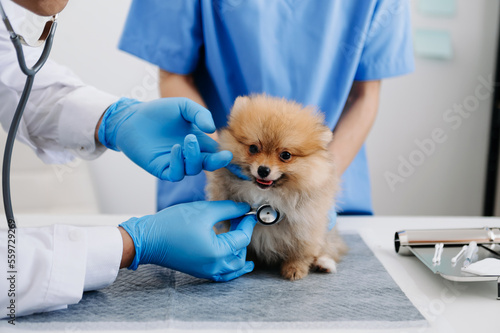 Male veterinarian in work clothes listening to a small dog's breath with phonendoscope..