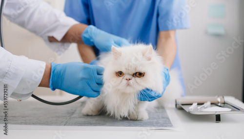 Fototapeta Naklejka Na Ścianę i Meble -  Veterinary for treating sick cats, Maintain animal health Concept, in hospital.