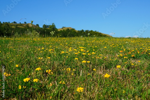 Green pasture strewn with birdsfoot trefoil (lotus corniculatus) yellow wild flowers on beautiful summer day with clear blue sky in Transylvania, Romania