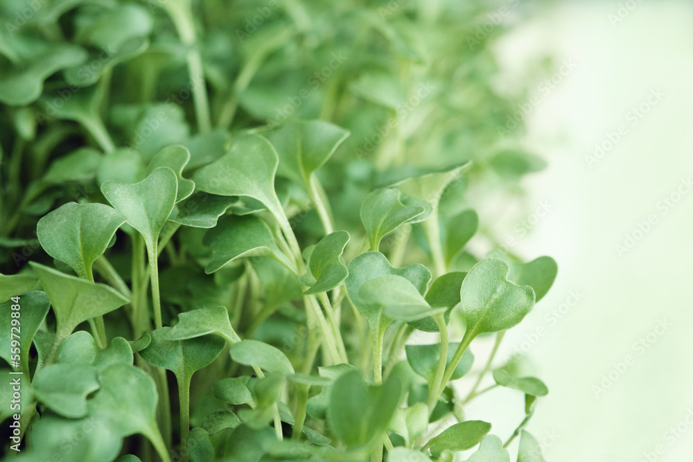 Close-up of microgreen broccoli. Concept of home gardening and growing greenery indoors. Green background Close-up of microgreen broccoli. Concept of home gardening and growing greenery indoors. Green background
