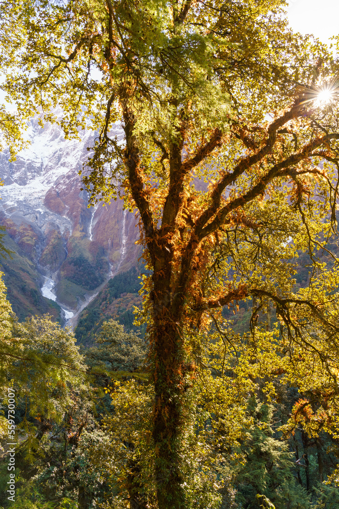 This image shows the stunning scenery of the Himalayan mountains in Nepal during autumn. The golden hues of the foliage contrast with the snow-capped peaks This image shows the stunning scenery of the Himalayan mountains in Nepal during autumn. The golden hues of the foliage contrast with the snow-capped peaks