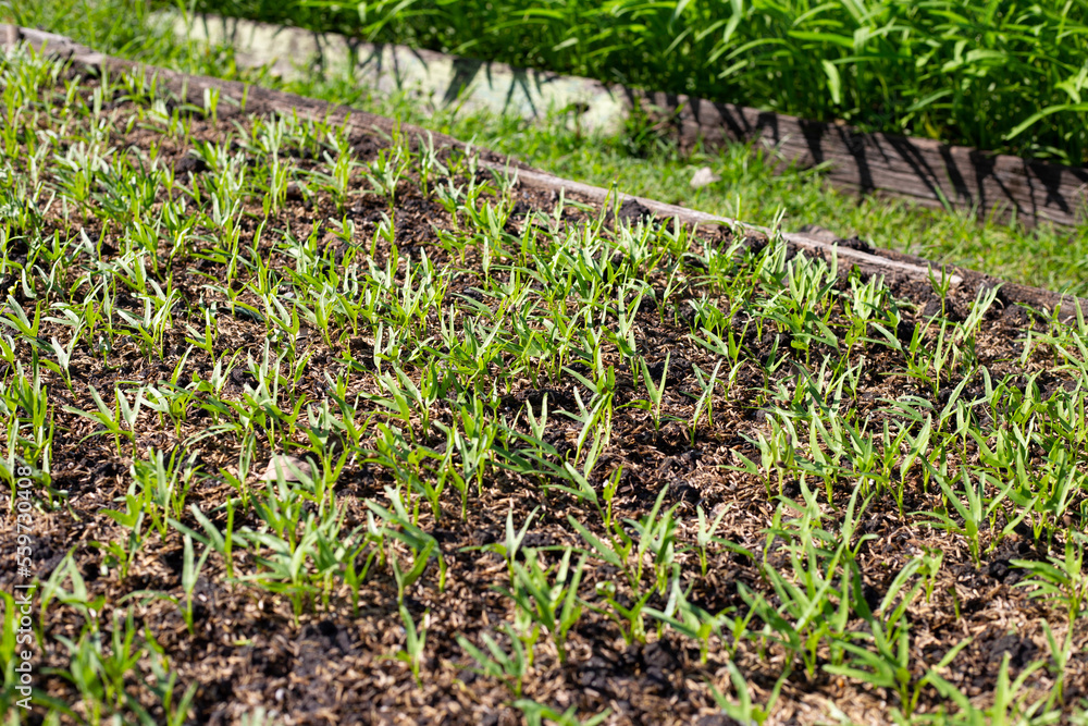 Obraz premium Young water convolvulus in vegetable patch
