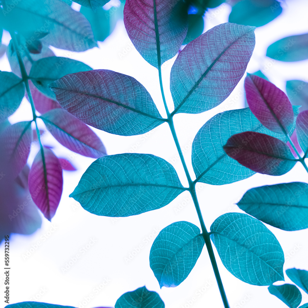 Obraz premium blue tree leaves in autumn season, blue background