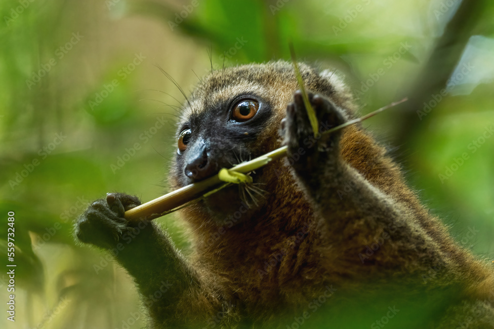 Fototapeta premium Golden Bamboo Lemur - Hapalemur aureus, beautiful colored bamboo lemur endemic in Madagascar forests, Ranomafana National Park, Madagascar.