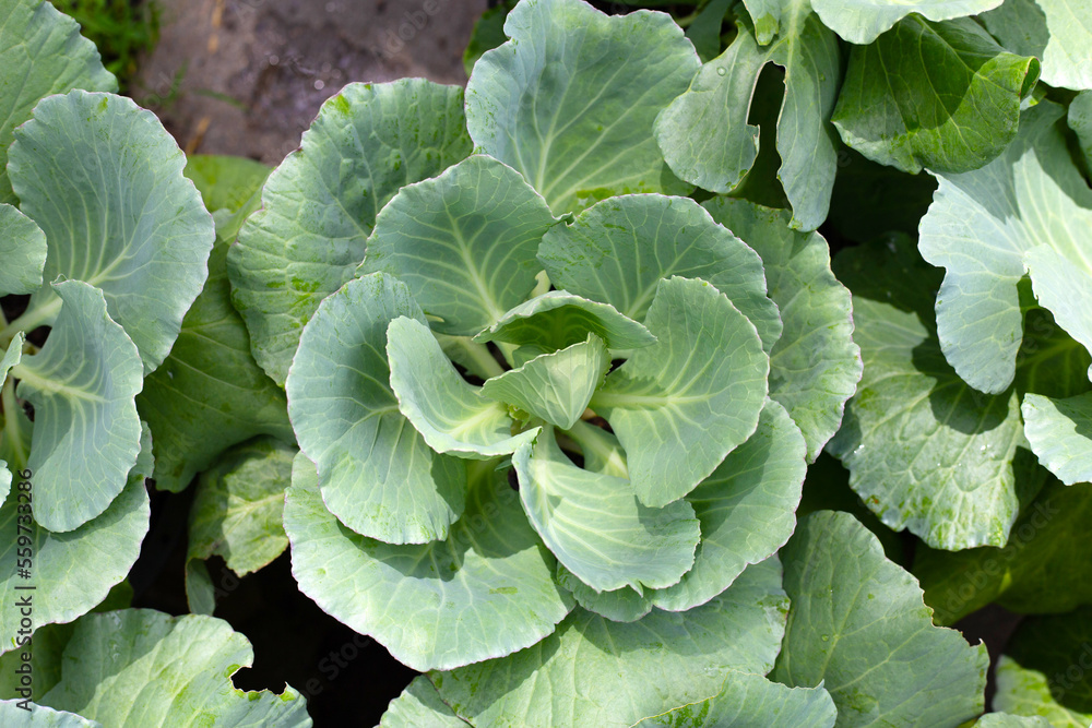 Gren cabbages growing in pots Gren cabbages growing in pots