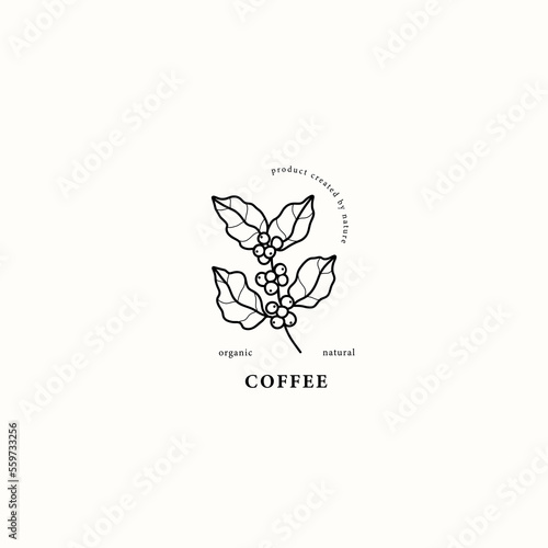 Line art coffee plant drawing