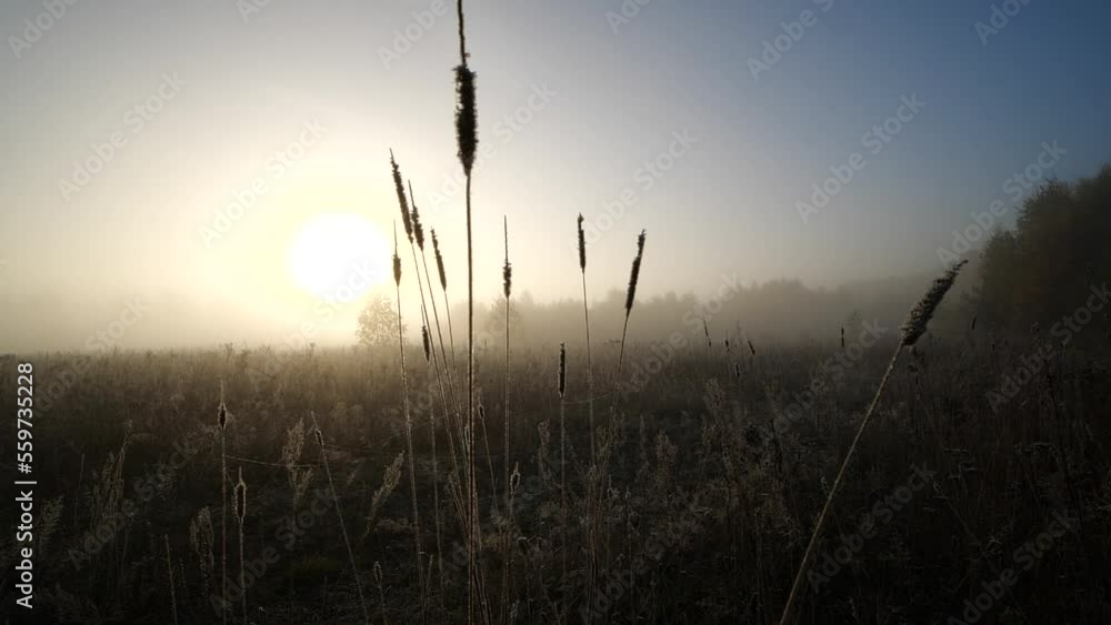 Frosty sunny morning with plants in hoarfrost on slow motion Frosty sunny morning with plants in hoarfrost on slow motion