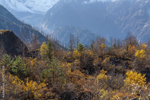 Jannu peak, also known as Kumbhakarna or Phoktanglungma, rises above the autumn-colored vegetation on the Manaslu circuit trek in Nepal.