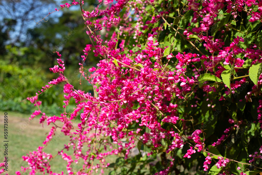 Mexican creeper, Chain of love, Coral vine. Pink flower Mexican creeper, Chain of love, Coral vine. Pink flower