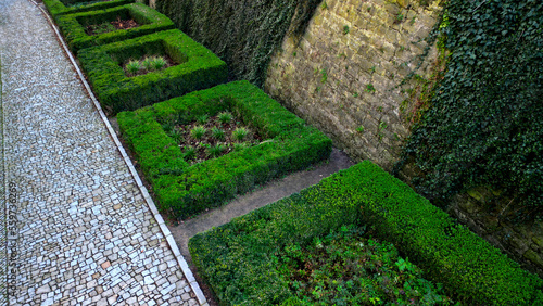 фотографія cut squares of flowerbed edging in a historic garden made of boxwood hedges