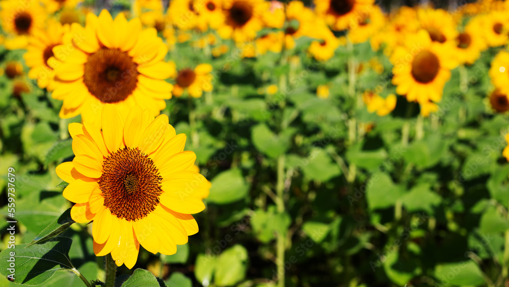 Obraz premium Sunflower field, Beautiful summer landscape.