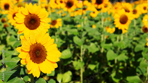 Sunflower field, Beautiful summer landscape.
