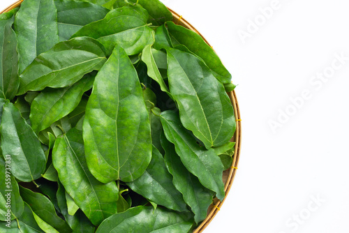 Cuadro en lienzo Fresh tiliacora triandra green leaves
