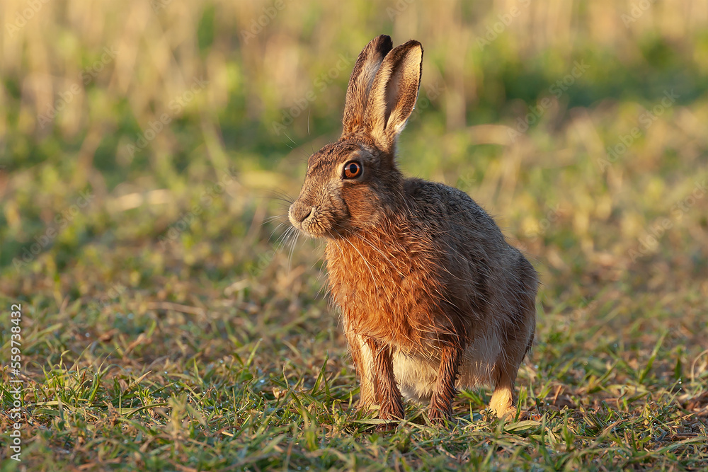 Fototapeta premium Beautiful brown wild hare close up