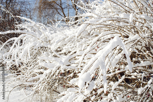 Winter. A bush covered with snow. Weather. Wallpaper