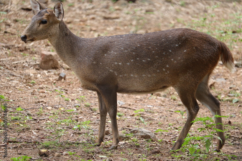 Female African Isolated deer at a zoo