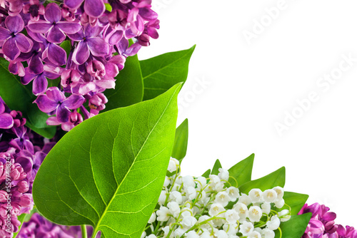Lilac Blossoms and Lily of the Valley isolated on transparent background PNG cut out photo