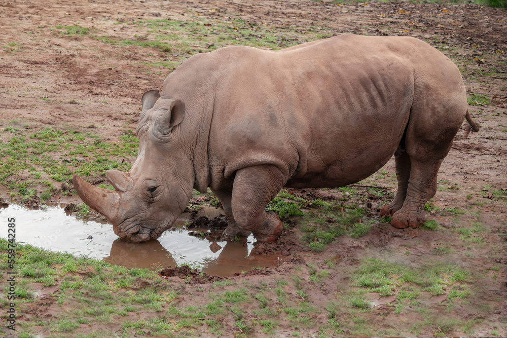 Rhinos drink water. natural conditions Rhinos drink water. natural conditions