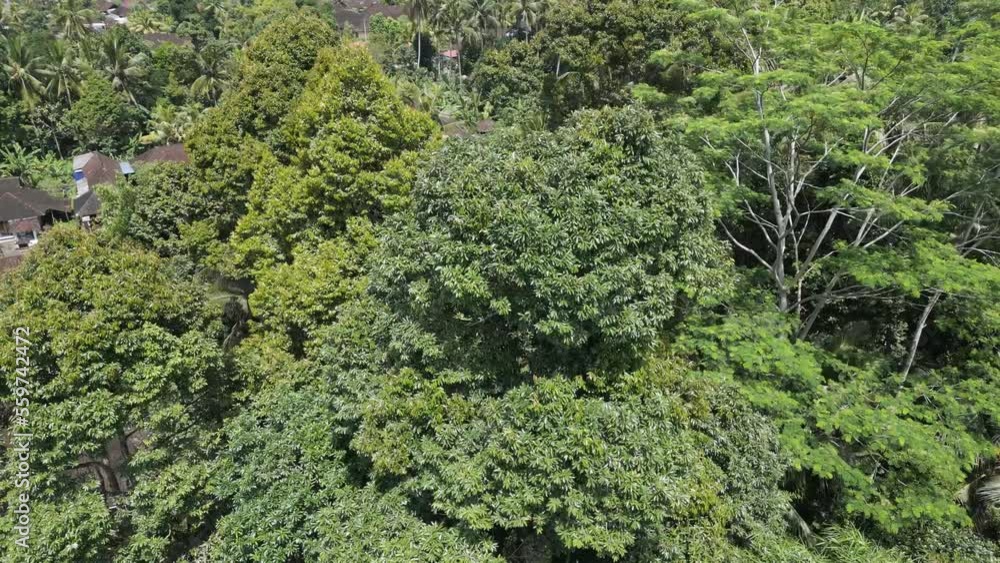 Drone view of Durian Tree in Bali, Indonesia. fruit with prickly skin. Drone view of Durian Tree in Bali, Indonesia. fruit with prickly skin.