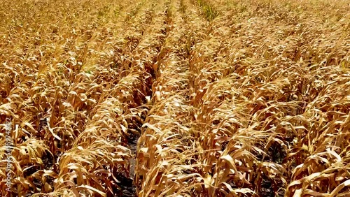 A slow smooth pan of a crop of feed or seed corn drying in the hot summer sun before harvest photo