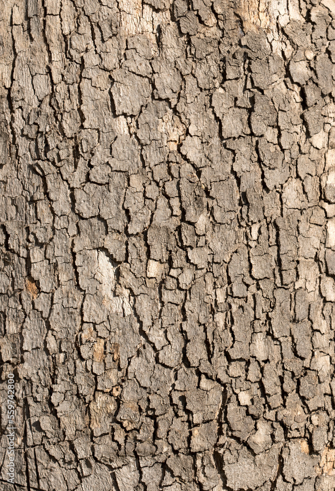 Bark texture of a young oriental plane (Platanus orientalis) tree Bark texture of a young oriental plane (Platanus orientalis) tree