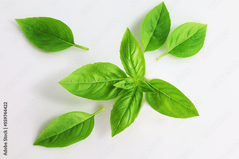 liście bazylii, basil leaves isolated on white background, basil leaves liście bazylii, basil leaves isolated on white background, basil leaves