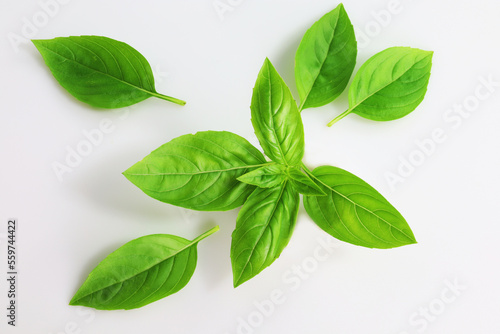 liście bazylii, basil leaves isolated on white background, basil leaves