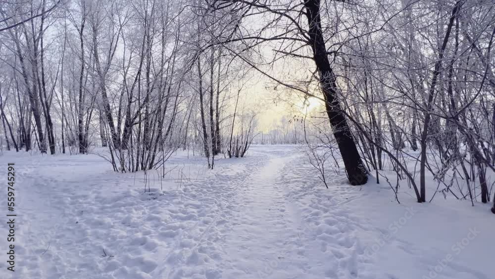 A walk through the snow-covered forest. Sunlight through the trees. Frost on the branches on a frosty day. High quality Full HD footage A walk through the snow-covered forest. Sunlight through the trees. Frost on the branches on a frosty day. High quality Full HD footage