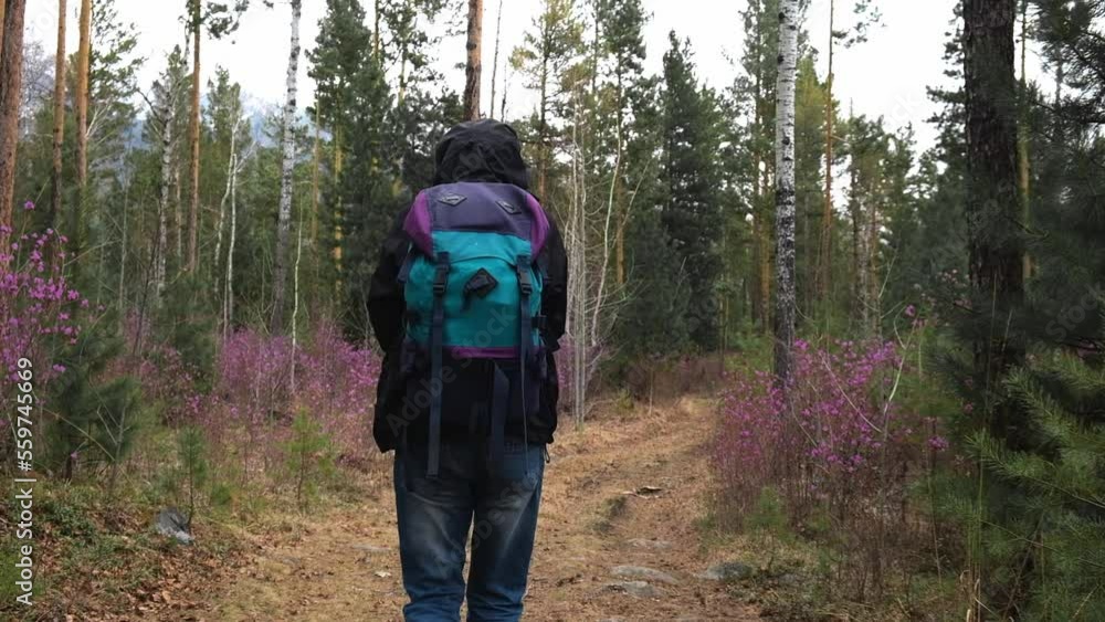 man tourist in a hood with a backpack walking along a forest trail in early spring. rhododendron blooms. active hiking in the fresh air. local weekend travels. slow motion. rear view. man tourist in a hood with a backpack walking along a forest trail in early spring. rhododendron blooms. active hiking in the fresh air. local weekend travels. slow motion. rear view.