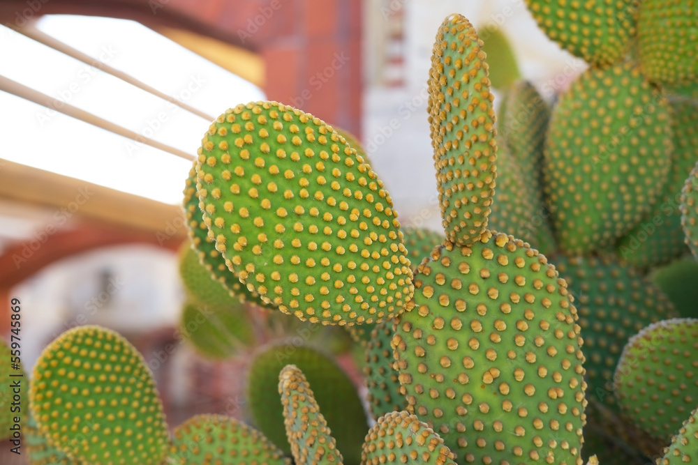 Flat big green cactus close up, aciculata Flat big green cactus close up, aciculata