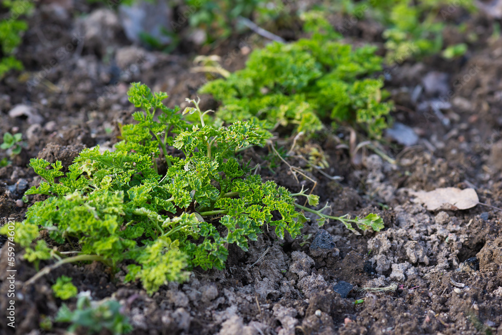 Parsley sprouts in the ground in the garden. Parsley sprouts in the ground in the garden.