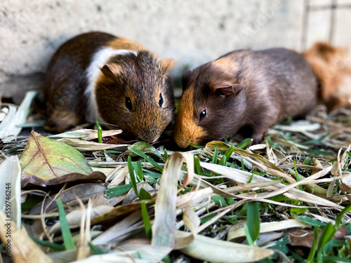 Two guinea pigs eating together on grass and leaf matter photo