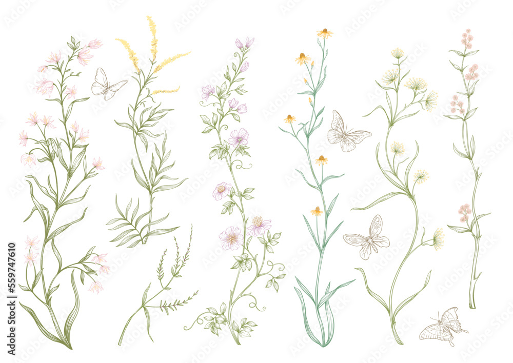 Wild flowers and butterflies Clip art, set of elements for design Vector illustration. In botanical style