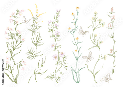Fototapeta Naklejka Na Ścianę i Meble -  Wild flowers and butterflies Clip art, set of elements for design Vector illustration. In botanical style
