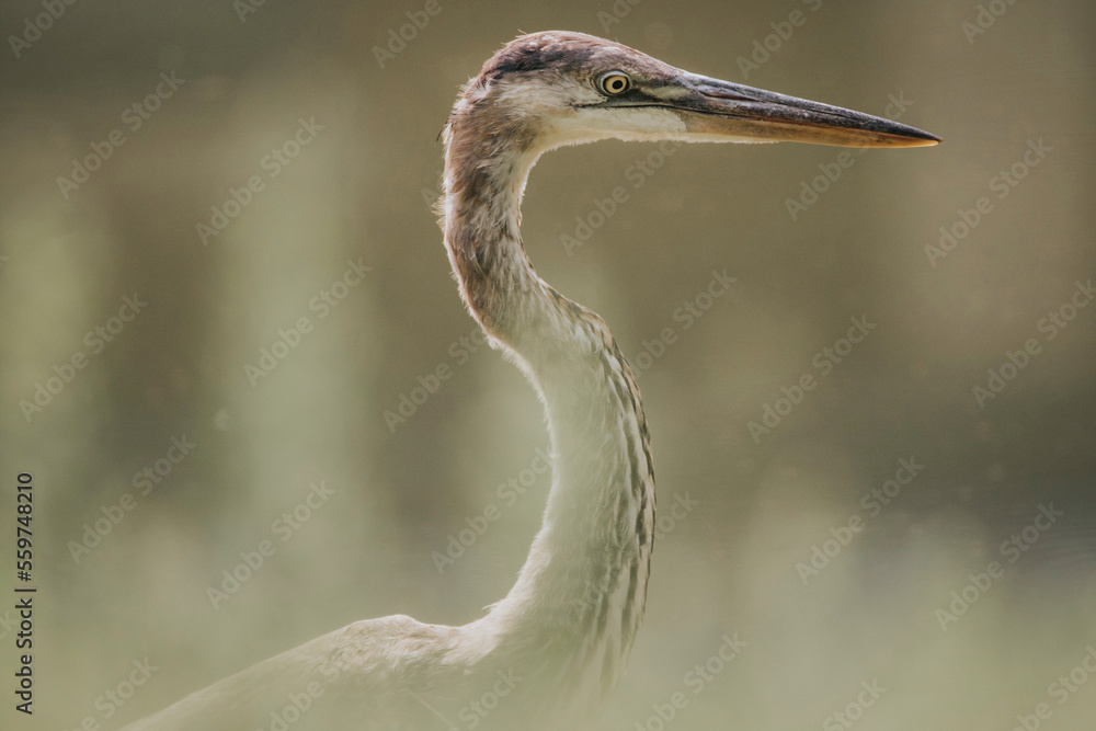Side view close-up of heron on field Side view close-up of heron on field