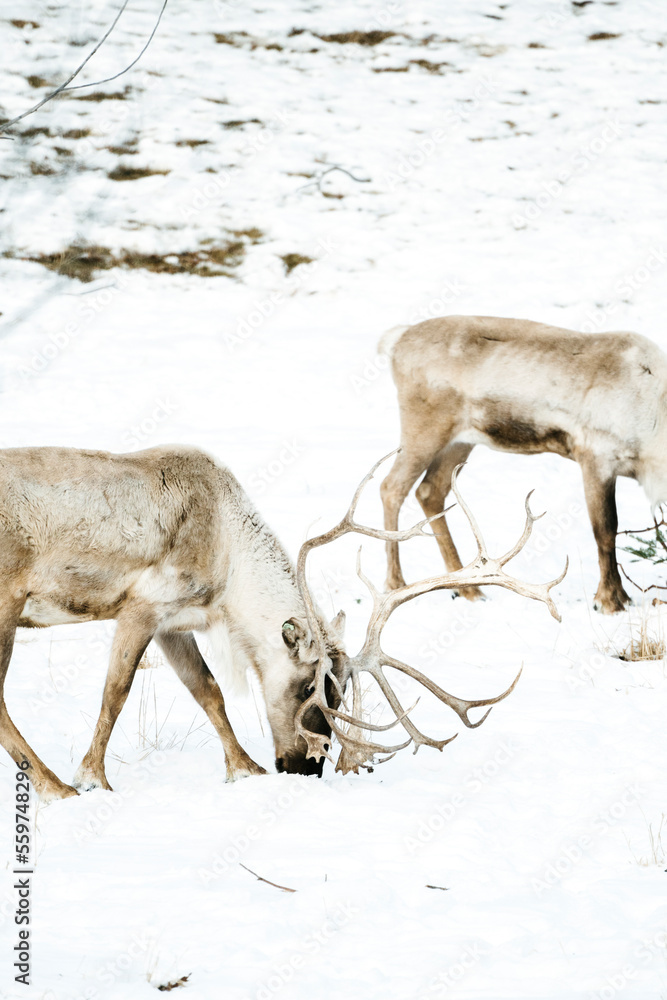 Side view of two caribou in the snow Side view of two caribou in the snow