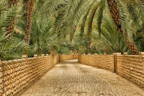 Oasis, Al Ain, Abu Dhabi, United Arab Emirates, Middle East