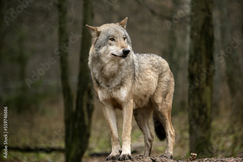 A grey wolf Canis lupus photo