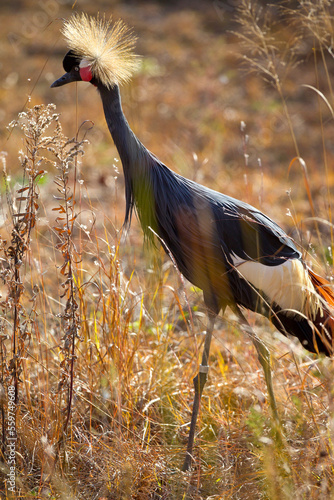 Black Crowned Crane photo