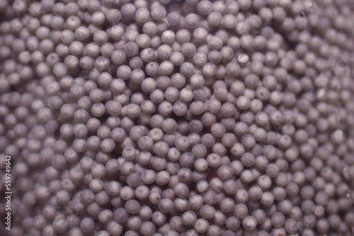 Padllefish eggs. photo