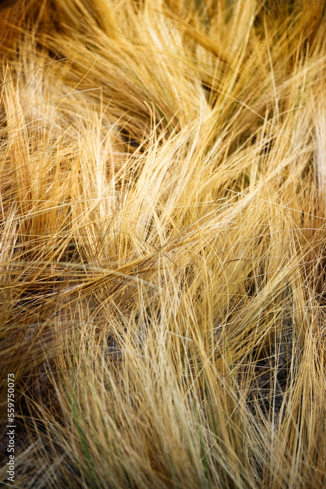 Close up of dried grasses. Close up of dried grasses.