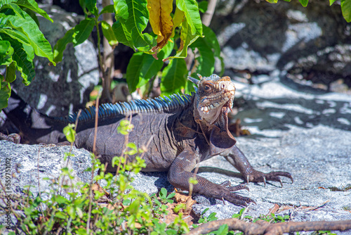 iguana in caribbean atlantic ocean in guadalupe guadeloupe