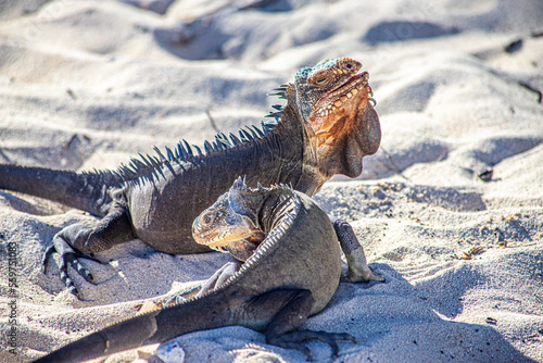 iguana in caribbean atlantic ocean in guadalupe guadeloupe photo