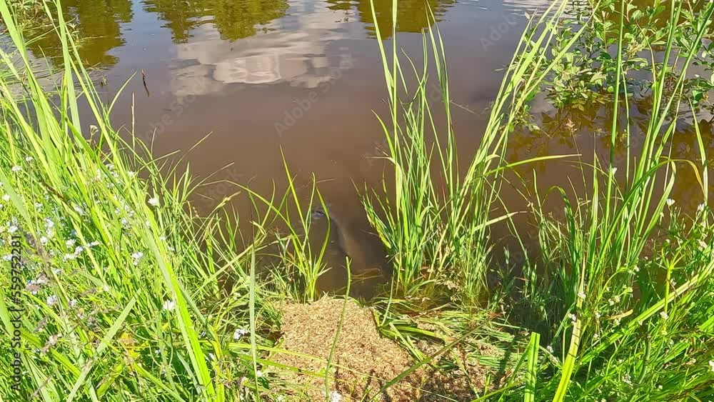 Wild fish hunting other pond animals for food, sunny day Wild fish hunting other pond animals for food, sunny day
