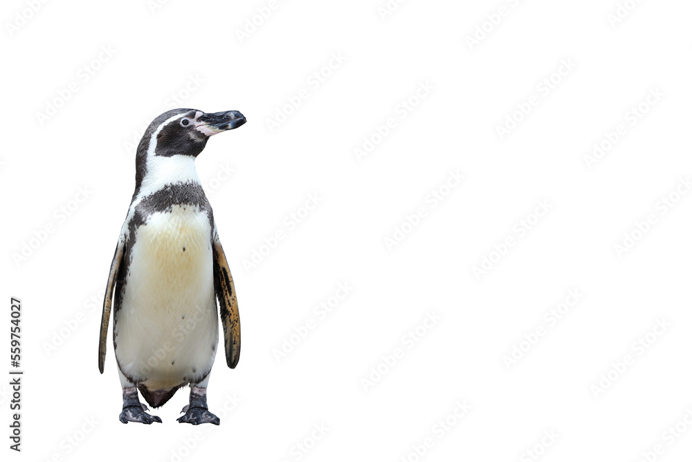 Obraz premium Humboldt penguin standing isolated on transparent background png file