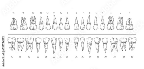 Tooth types sketch. Teeth with roots, dentist tooth numbers system and hand drawn premolar, molar, canine and incisor vector illustration set