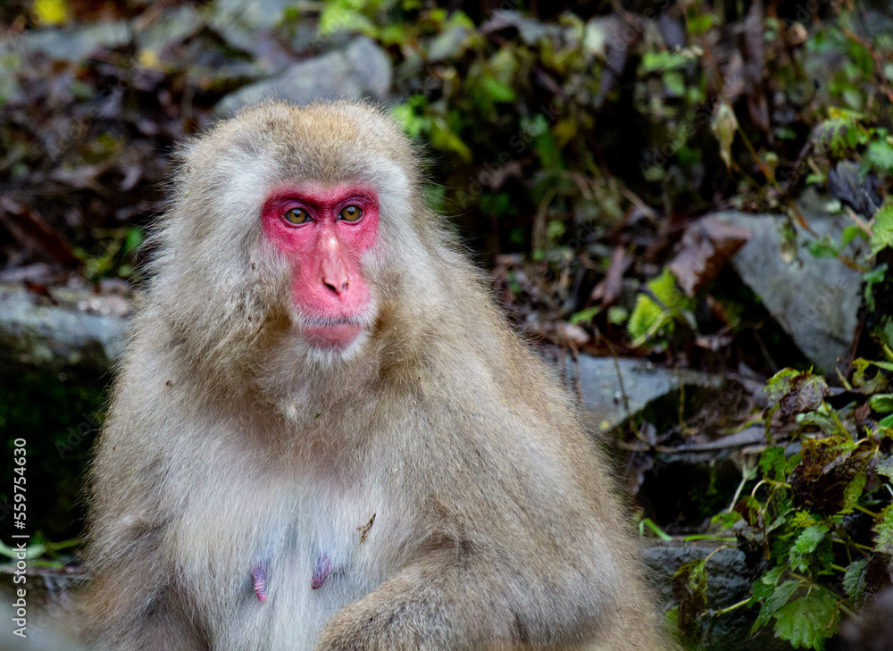 Jigokudani monkey park, Japan.